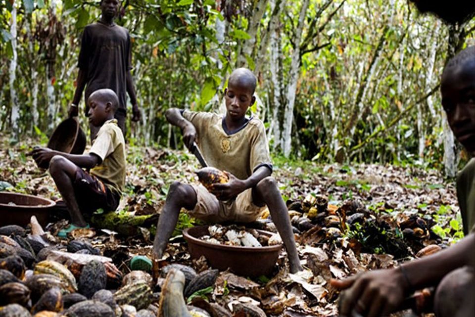 Côte d’Ivoire : Cacao culture le reportage de la chaîne Française ‘’Antenne 2’’ porte un coup dur au cacao Ivoirien, celui-ci serait visé par un embargo Américain