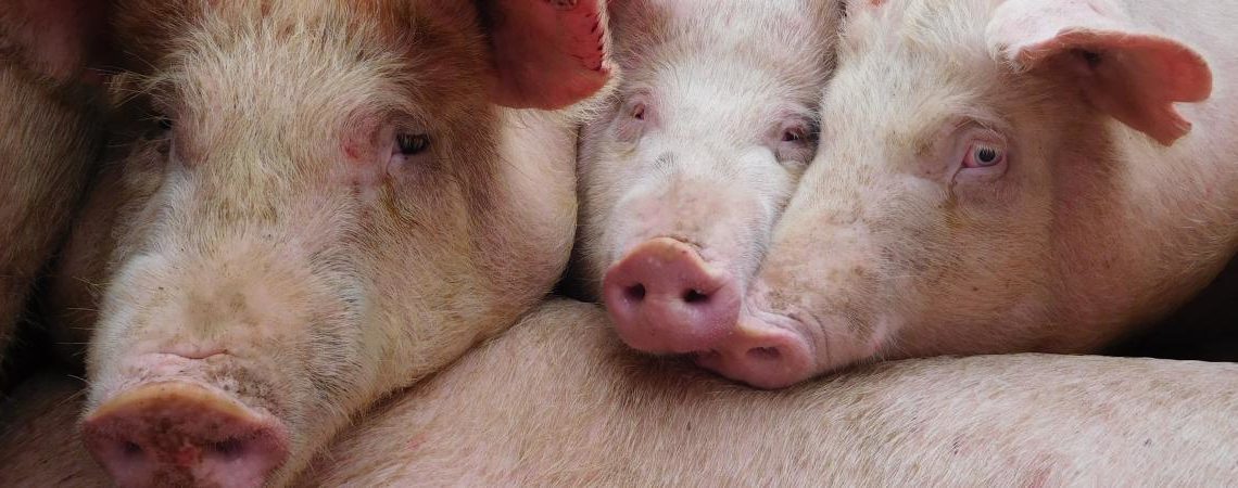 Man: Menace de peste porcine, 7000 porcs tués,le préfet prend un arrêté d’interdiction  de vente.