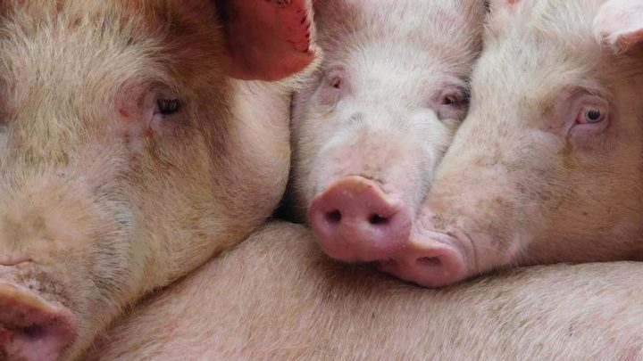 Man: Menace de peste porcine, 7000 porcs tués,le préfet prend un arrêté d’interdiction  de vente.